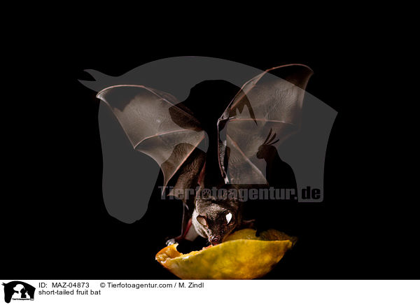short-tailed fruit bat / MAZ-04873
