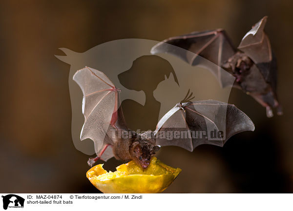short-tailed fruit bats / MAZ-04874