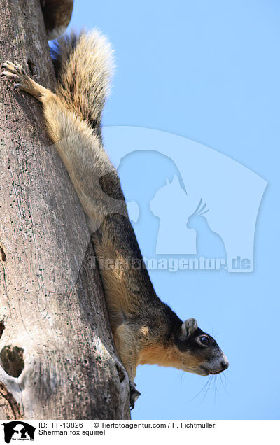 Sherman fox squirrel / FF-13826