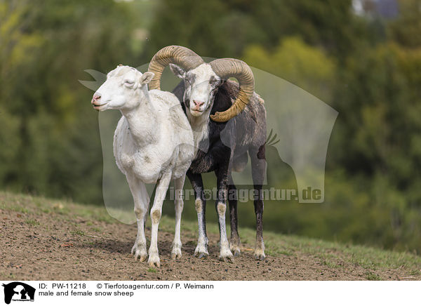 male and female snow sheep / PW-11218