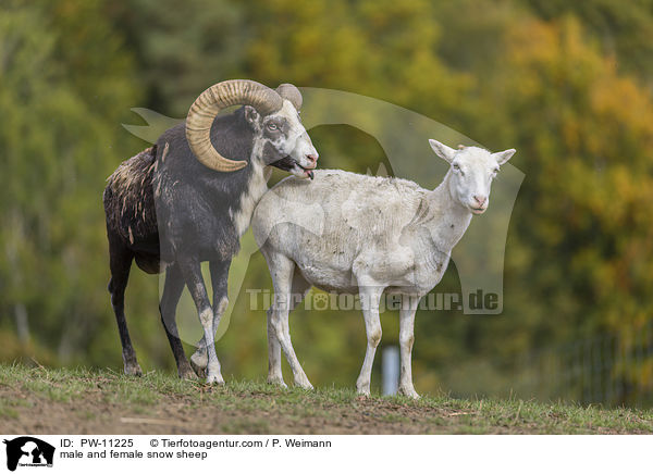 male and female snow sheep / PW-11225