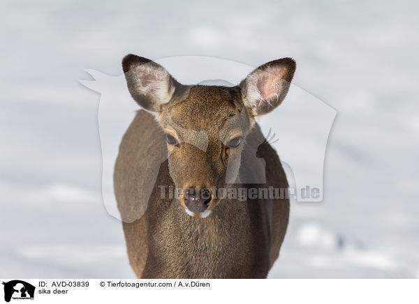sika deer / AVD-03839