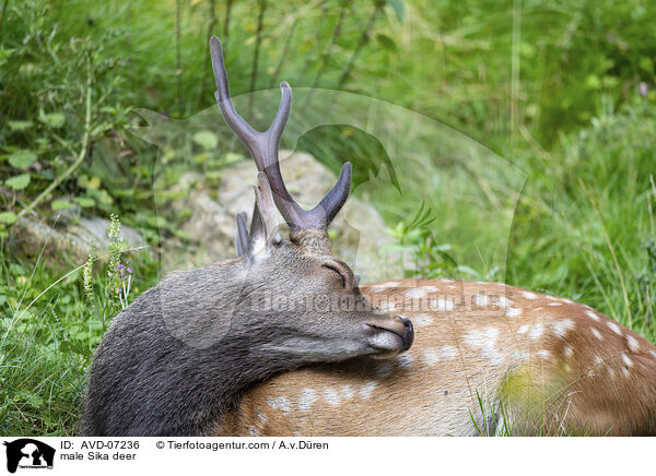 male Sika deer / AVD-07236
