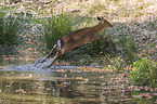 jumping Sika Deer