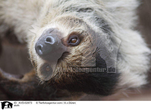 sloth / AVD-02873