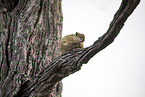 sitting Smith's Bush Squirrel
