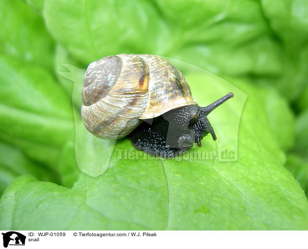 snail / WJP-01059