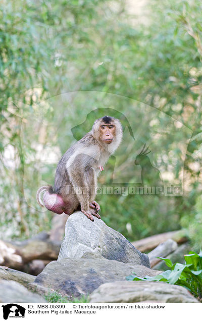 Southern Pig-tailed Macaque / MBS-05399