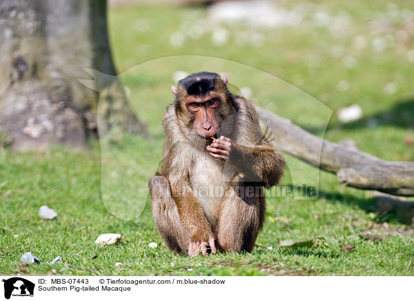 Southern Pig-tailed Macaque / MBS-07443