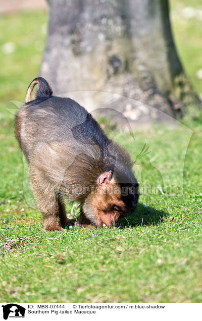 Southern Pig-tailed Macaque / MBS-07444