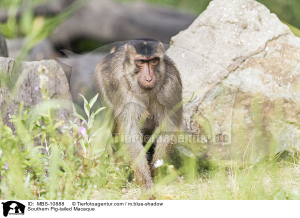 Southern Pig-tailed Macaque / MBS-10888
