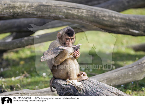 Southern Pig-tailed Macaque / MBS-10891