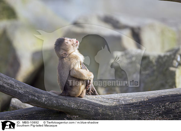 Southern Pig-tailed Macaque / MBS-10892