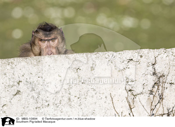Southern Pig-tailed Macaque / MBS-10894