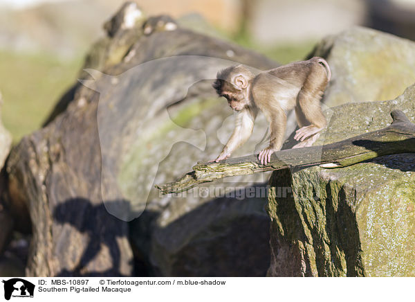Southern Pig-tailed Macaque / MBS-10897