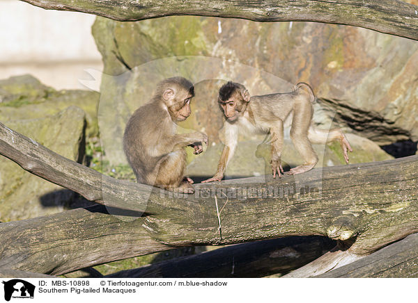 Southern Pig-tailed Macaques / MBS-10898
