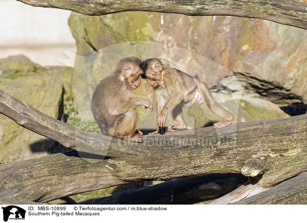 Southern Pig-tailed Macaques / MBS-10899