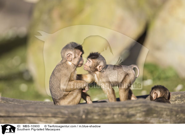 Southern Pig-tailed Macaques / MBS-10900