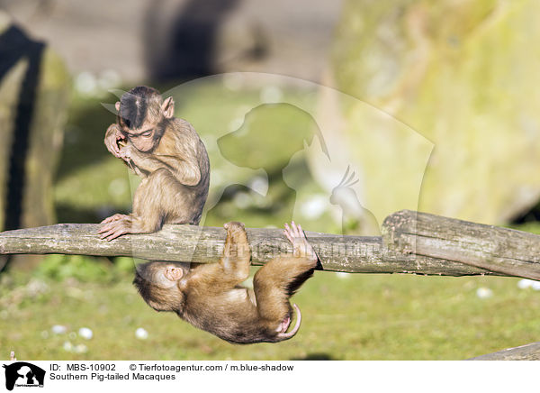 Southern Pig-tailed Macaques / MBS-10902