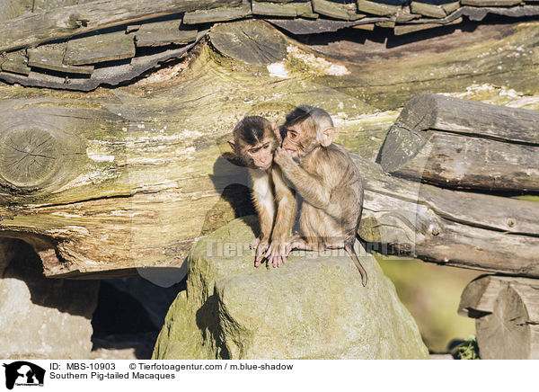 Southern Pig-tailed Macaques / MBS-10903