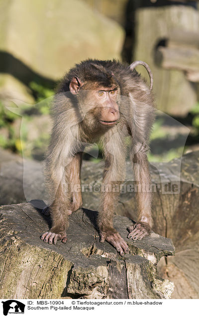 Southern Pig-tailed Macaque / MBS-10904