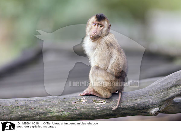 southern pig-tailed macaque / MBS-14618