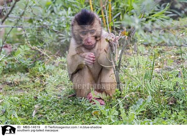 southern pig-tailed macaque / MBS-14619