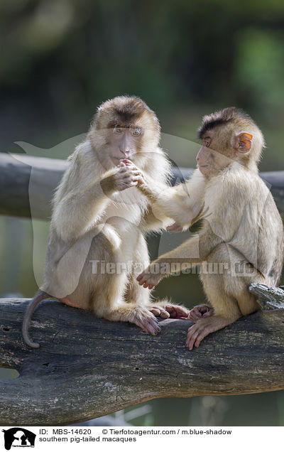 southern pig-tailed macaques / MBS-14620