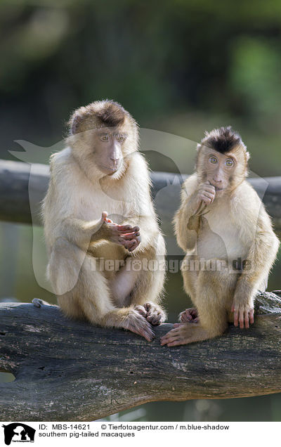 southern pig-tailed macaques / MBS-14621