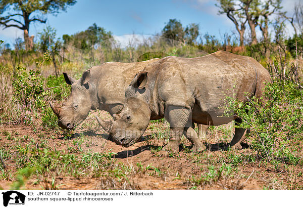 southern square-lipped rhinoceroses / JR-02747