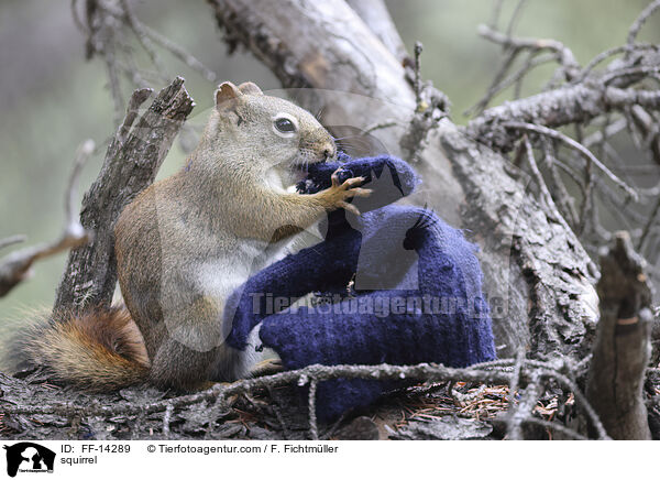 squirrel / FF-14289