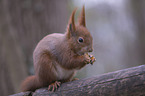 eating squirrel
