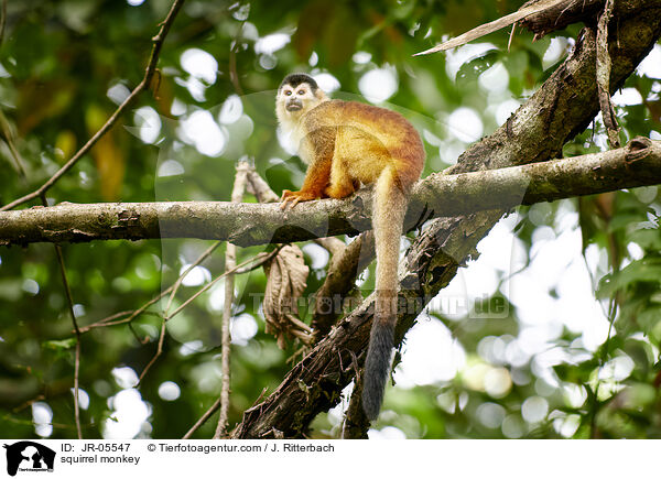 squirrel monkey / JR-05547