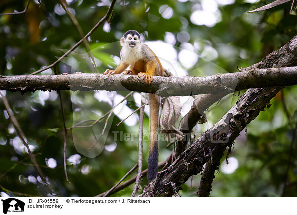 squirrel monkey / JR-05559
