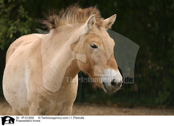 Przewalski's horse / IP-01568