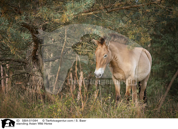 standing Asian Wild Horse / SBA-01084