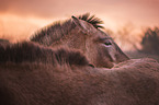 Asian Wild Horse portrait