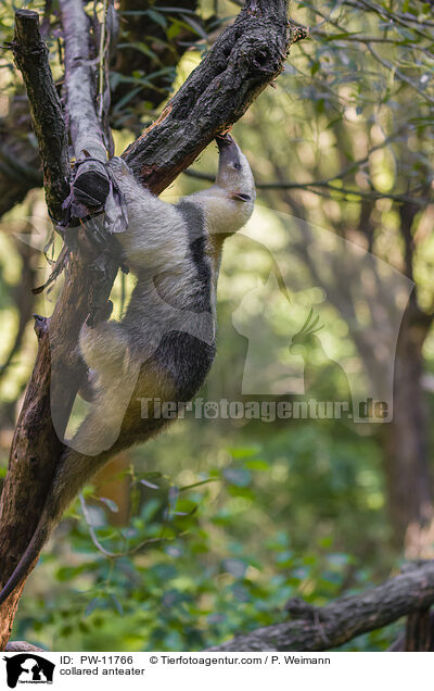 collared anteater / PW-11766