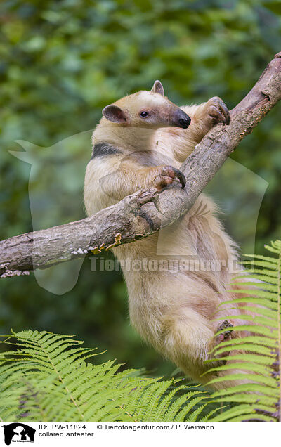 collared anteater / PW-11824