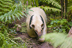 collared anteater