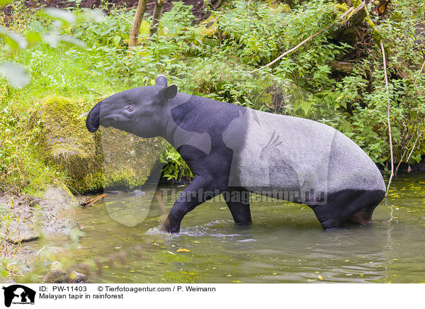 Malayan tapir in rainforest / PW-11403