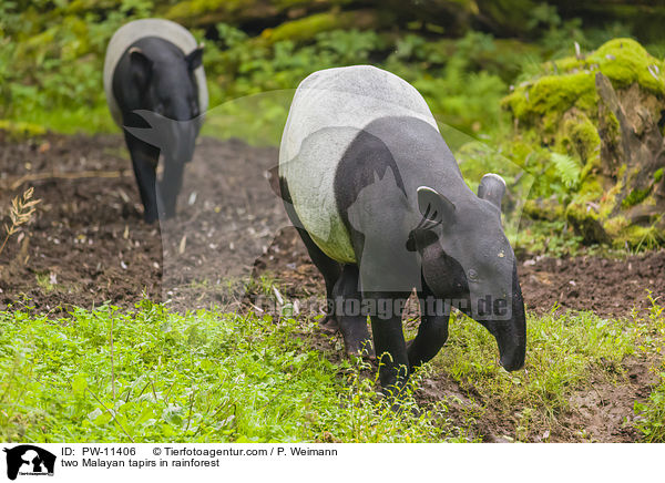 zwei Schabrackentapire im Regenwald / two Malayan tapirs in rainforest / PW-11406