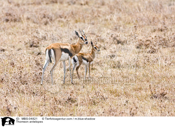 Thomson antelopes / MBS-04821