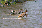 common tsessebe and zebra