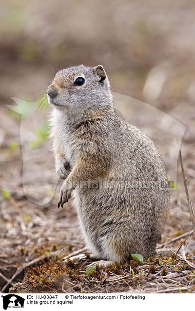 uinta ground squirrel / HJ-03847