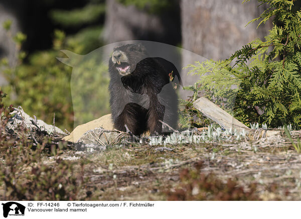 Vancouver Island marmot / FF-14246