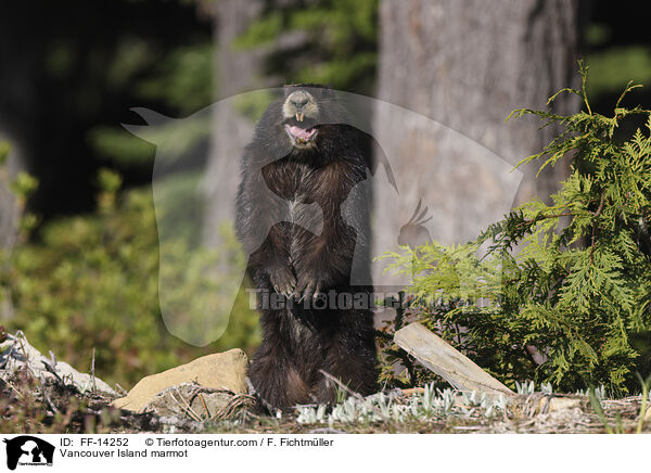 Vancouver Island marmot / FF-14252