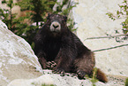 Vancouver Island marmot