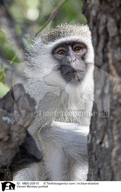 Vervet Monkey portrait / MBS-20615