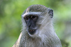 Vervet Monkey portrait